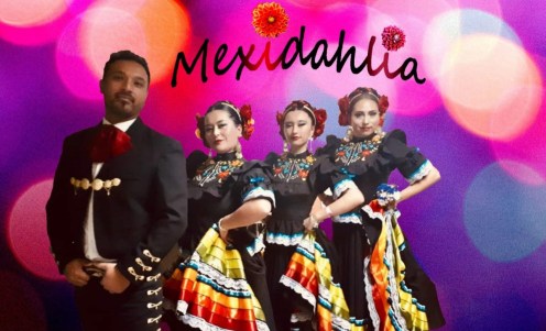 Mexidahlia